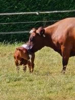 Te koop : lakenvelder stierkalf, Dieren en Toebehoren, Mannelijk, 0 tot 2 jaar