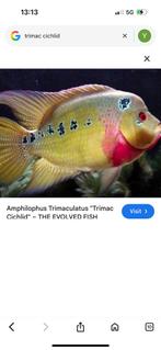 Gezocht trimaculatus cichlide, Dieren en Toebehoren, Vis