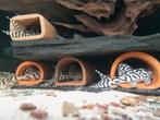 Kweekgroep l236 SW, Dieren en Toebehoren, Vis
