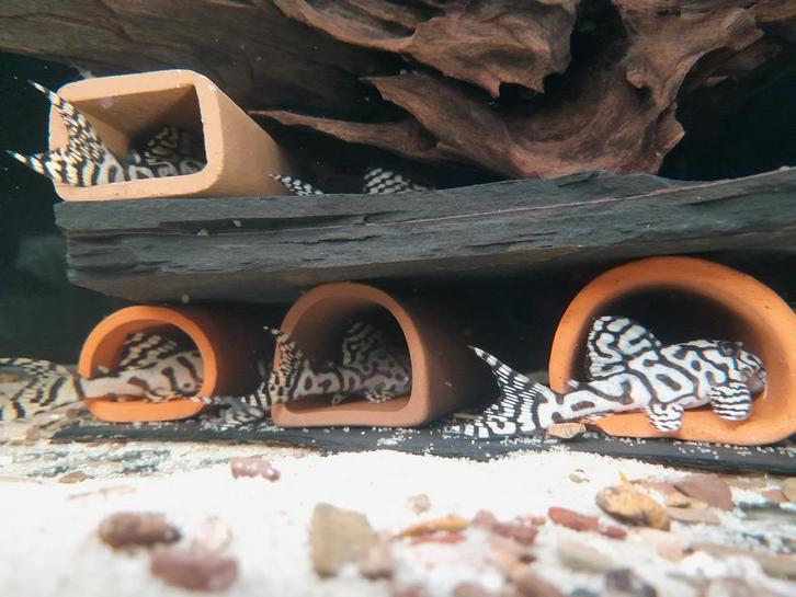 Kweekgroep l236 SW, Dieren en Toebehoren, Vissen | Aquariumvissen, Vis