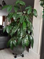 Mooie kamerplant Schefflera, Huis en Inrichting, Overige Huis en Inrichting, Ophalen of Verzenden