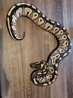 Python, Slang