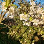 Jonge pruimenbomen te koop, Tuin en Terras, Ophalen of Verzenden, 100 tot 250 cm, Pruimenboom, Lente