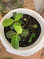 Madagascar jewel planten en/of stekjes, Ophalen, Overige soorten, Minder dan 100 cm