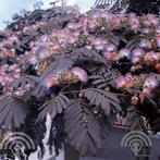 Albizia julibrissin 'Summer Chocolate' Perzische slaapboom, Overige soorten, Volle zon, Vaste plant, Ophalen of Verzenden