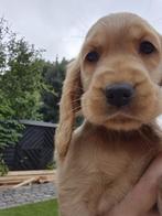 Huiskamer nest engelse cocker spaniel puppys pups, Dieren en Toebehoren, Rabiës (hondsdolheid), 8 tot 15 weken, Meerdere, Meerdere dieren