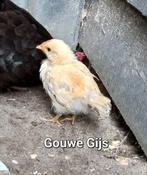 Krielkippen gratis (uitgekomen op 9 juni 2025), Dieren en Toebehoren, Pluimvee, Meerdere dieren, Kip