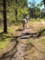 Grondwerk/verzorgpony gezocht/bijrijder aangeboden, Dieren en Toebehoren