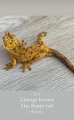 Diverse gekko’s, Dieren en Toebehoren, Reptielen en Amfibieën, Hagedis, Tam