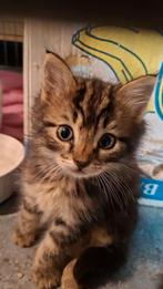 Europese korthaar x Maincoon kittens, Meerdere dieren, Gechipt