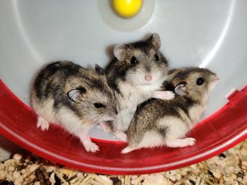 Tamme lieve dwerghamsters uit het hamsterhuis beschikbaar voor biedingen