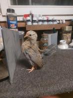 Twee gratis serama kuikens, Dieren en Toebehoren, Pluimvee, Meerdere dieren, Kip