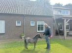 Bloedmooi mini paardje, Merrie, Niet van toepassing, 0 tot 2 jaar, A pony (tot 1.17m)