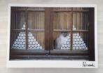 Siamees achter raam met geometrisch gehaakte gordijntjes, Ophalen of Verzenden, 1980 tot heden, Ongelopen, Hond of Kat