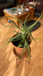 Aloe Vera met jonge plantjes, Huis en Inrichting, Kamerplanten, Ophalen, Overige soorten, In pot, Minder dan 100 cm