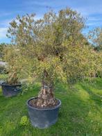 TE KOOP: PRACHTIGE OUDE OLIJFBOOM BL31, Overige soorten, Lente, 100 tot 250 cm, Ophalen