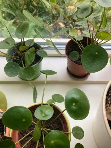 Kamerplanten: Pannenkoekenplant & Spathiphyllum beschikbaar voor biedingen