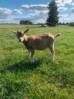 2 bokjes, Dieren en Toebehoren, Schapen, Geiten en Varkens, Mannelijk, Geit