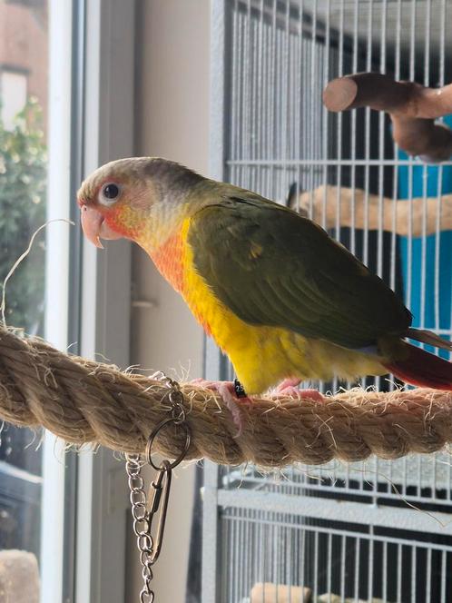 Koppel pyrhurra vrouw tam , man nog niet tam ., Dieren en Toebehoren, Vogels | Parkieten en Papegaaien, Parkiet, Meerdere dieren