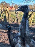 Emoe  emoes, Dieren en Toebehoren, Mannelijk
