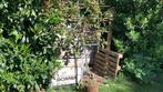 Photinia lei boom, Tuin en Terras, Planten | Struiken en Hagen, Ophalen, 100 tot 250 cm
