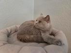 Britse Korthaar poesje met stamboom, Dieren en Toebehoren, Katten en Kittens | Raskatten | Korthaar, Poes, Gechipt, 0 tot 2 jaar
