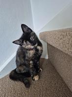 2 gekleurde poesjes / kittens te koop, Dieren en Toebehoren, Meerdere dieren, Kortharig, 0 tot 2 jaar
