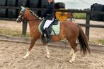 Welsh pony, Dieren en Toebehoren, Merrie, B pony (1.17m tot 1.27m), Met stamboom, 11 jaar of ouder