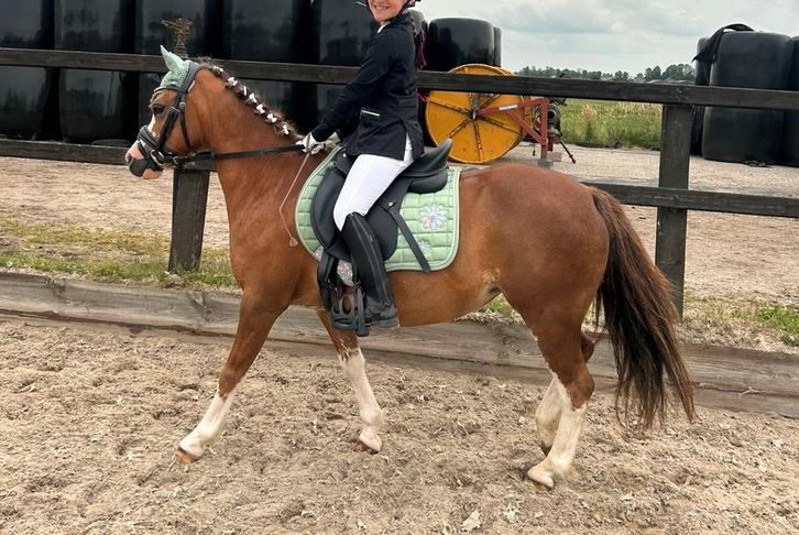 Welsh pony, Dieren en Toebehoren, Pony's, Merrie, B pony (1.17m tot 1.27m), 11 jaar of ouder, Met stamboom, Gechipt, Ontwormd