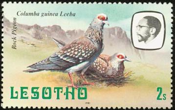 LESOTHO 18 - Dieren: vogels (duif) beschikbaar voor biedingen
