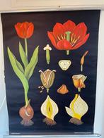 Schoolplaat Tulp - Jung Koch Quentell, Antiek en Kunst, Antiek | Schoolplaten, Ophalen of Verzenden, Natuur en Biologie