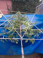 Prunus lusitanica Angustifolia of port.Laurier als leiboom, Bloeit niet, Leiboom, 250 tot 400 cm, Ophalen