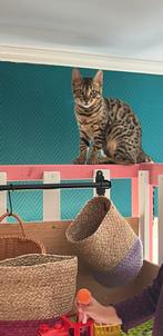 Bengaal kitten, Dieren en Toebehoren, Katten en Kittens | Raskatten | Korthaar, Poes