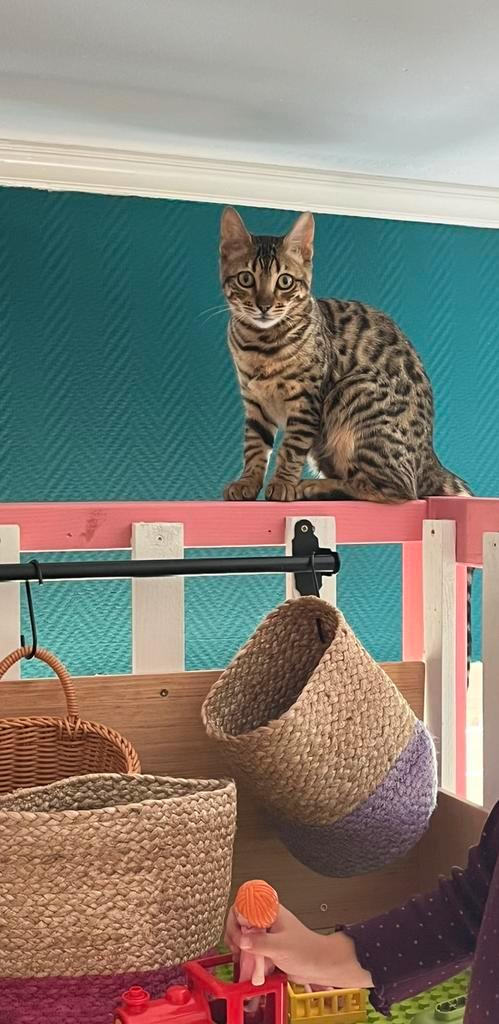 Bengaal kitten, Dieren en Toebehoren, Katten en Kittens | Raskatten | Korthaar, Poes