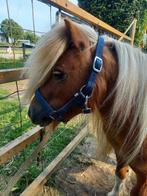 Mooie ponyhengsten te koop, Dieren en Toebehoren, Pony's, 0 tot 2 jaar, Hengst, A pony (tot 1.17m), Gechipt
