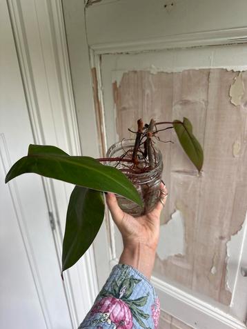 Philodendron Painted Lady Stek - Geworteld! beschikbaar voor biedingen