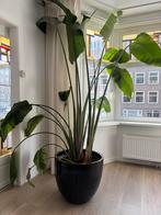 Grote Strelitzia Nicolai plus blauwe bloempot, Ophalen of Verzenden, Halfschaduw, 200 cm of meer