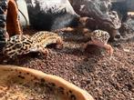 Koppel wildkleur luipaardgekko’s, Hagedis