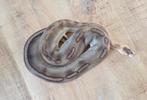 Python regius, Dieren en Toebehoren, Reptielen en Amfibieën, Slang, 3 tot 6 jaar