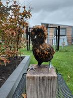 Hennen Baardkuifhoen en Hollandse Kuifhoenkriel, Dieren en Toebehoren, Vrouwelijk, Kip
