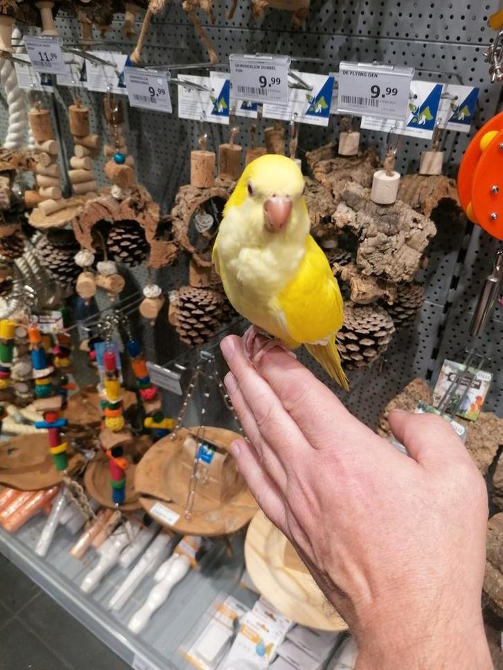 Muisparkiet super lief en super tam met dna., Dieren en Toebehoren, Vogels | Parkieten en Papegaaien, Parkiet, Vrouwelijk, Tam