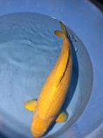 Chagoi Marusei 74 cm olijfgroen echt een hele goede vis!, Dieren en Toebehoren, Vissen | Vijvervissen, Karper of Koi