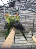 Kakariki’s, Meerdere dieren, Parkiet