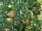 Te koop biologische Stoofperen Gieser de Wildeman., Tuin en Terras, Planten | Fruitbomen, Ophalen of Verzenden, Minder dan 100 cm