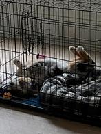 Hondenbench groot maat L zwart inklapbaar, Ophalen, Zo goed als nieuw