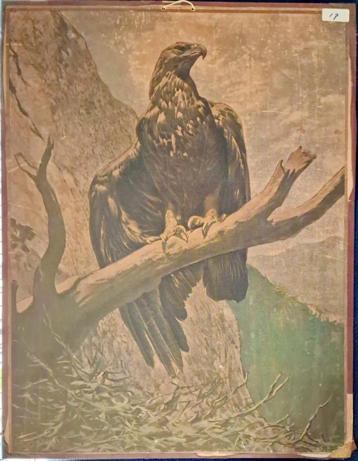 Steenarend / Illustrator onbekend, Antiek en Kunst, Antiek | Schoolplaten, Geschiedenis, Ophalen