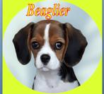 Cavalier King Charles Spaniel . . . . . . . .  . ."Outcross", Nederland, Overige rassen, 8 tot 15 weken, Meerdere