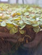 Salvinia natans (aquariumplantjes), Dieren en Toebehoren, Vissen | Aquaria en Toebehoren, Ophalen, Plant(en), Steen of Hout