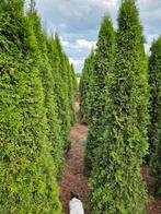 Coniferen thuja smaragd tot 250cm hoog, Ophalen, Conifeer, 100 tot 250 cm