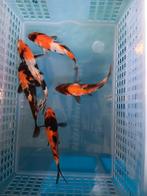 Te koop prachtige Japanse koi mix kweker Suda, Dieren en Toebehoren, Vissen | Vijvervissen, Karper of Koi